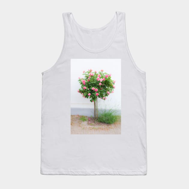 Rose bush, wall, rose, roses, pink, Putbus, Rügen, soft, flower Tank Top by Kruegerfoto